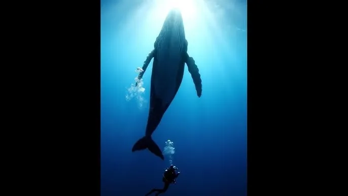 电视剧对与决 - 深蓝星球：探索海洋深处的未知世界